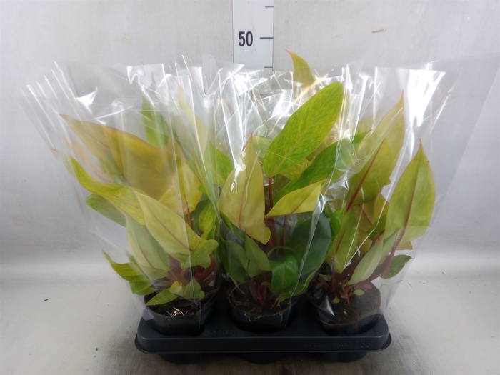 <h4>Philodendron  'Painted Lady'</h4>