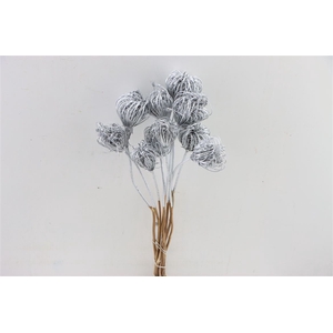 Dried Ammi Majus Silver Bunch Slv