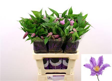 <h4>Clem Amazing London</h4>