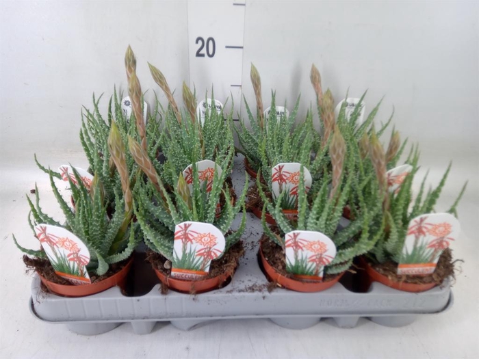 <h4>Aloe humilis</h4>