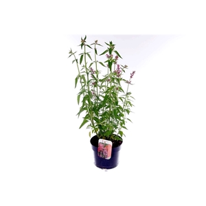 Agastache mexicana Red Fortune