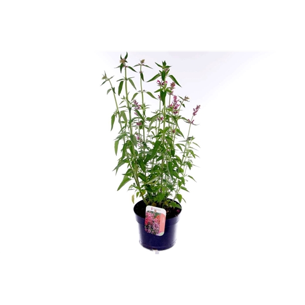 <h4>Agastache mexicana Red Fortune</h4>