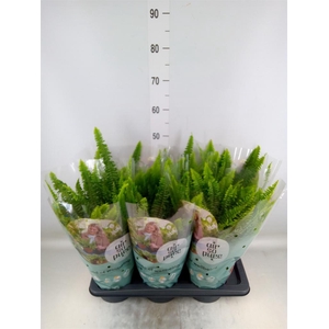 Nephrolepis exal. 'Green Lady'