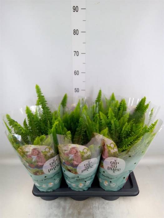 <h4>Nephrolepis exal. 'Green Lady'</h4>