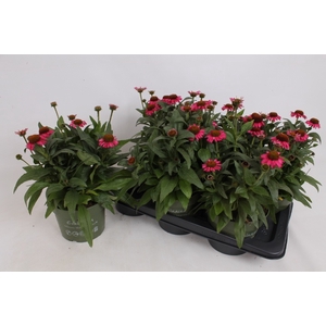 ECHINA SOMBRERO ROSE