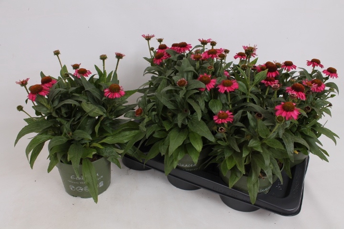 <h4>ECHINA SOMBRERO ROSE</h4>