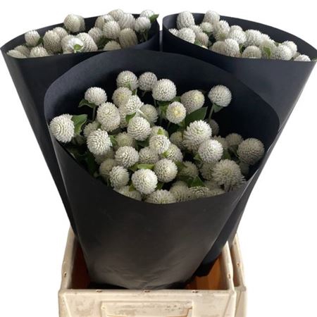<h4>Gomphrena Gl Wit</h4>