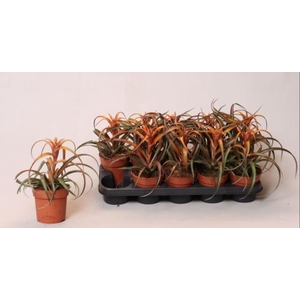Tillandsia capitata Hermosa 12Ø 30cm