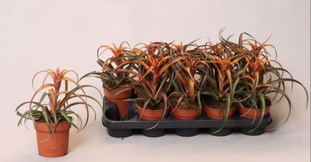 Tillandsia capitata Hermosa 12Ø 30cm