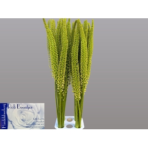 Eremurus Alaska