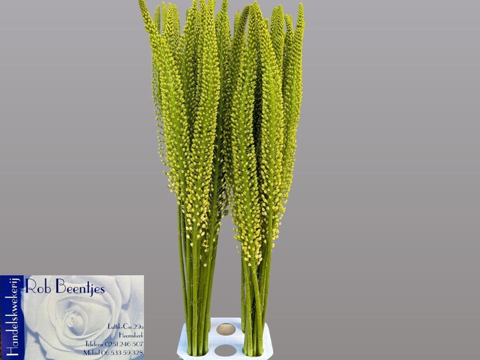 <h4>Eremurus Alaska</h4>