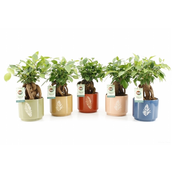 <h4>Ficus microcarpa Retusa in Artistique keramiek</h4>