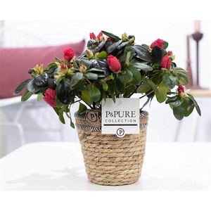 1st class Azalea red in P&PURE Basket 6