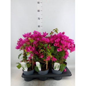 Bougainvillea  'Sanderiana'