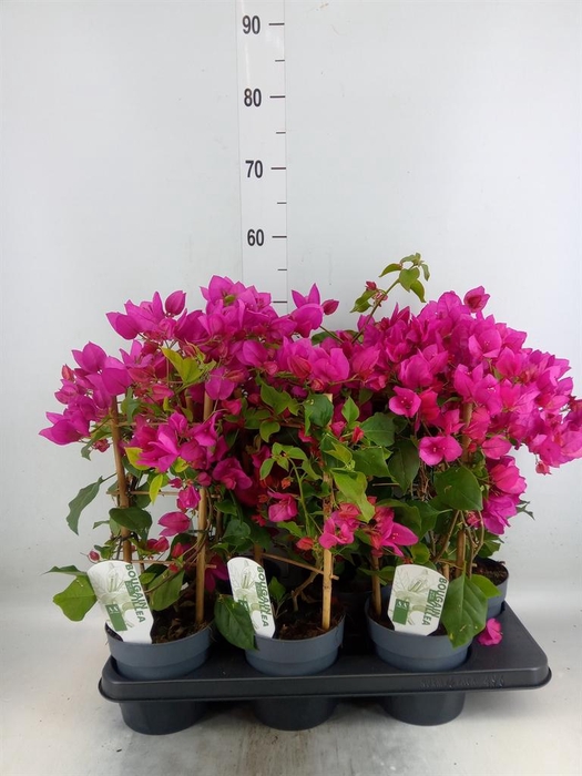 <h4>Bougainvillea  'Sanderiana'</h4>
