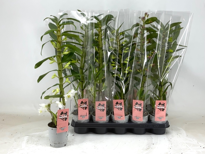 <h4>DENDR N GEM</h4>