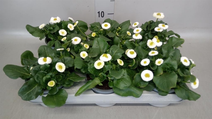 <h4>Bellis   ...</h4>