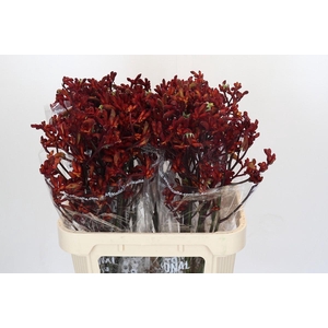 Kangaroo Paw Early Spring