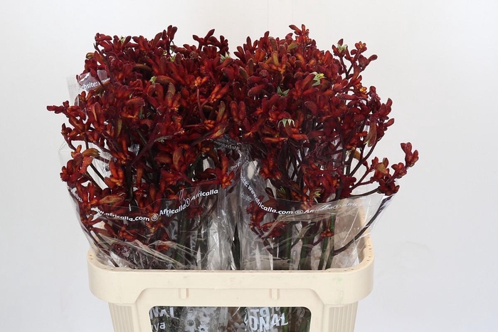 <h4>Kangaroo Paw Early Spring</h4>