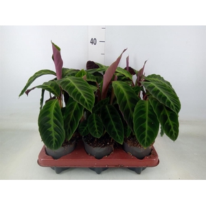 Calathea warscewiczii
