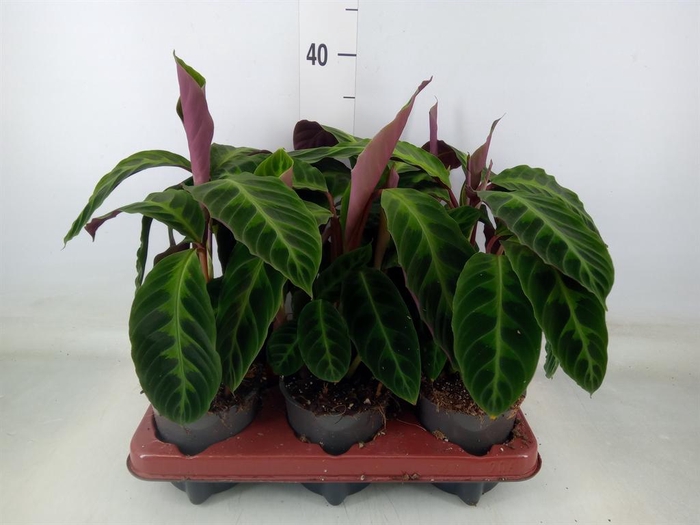 <h4>Calathea warscewiczii</h4>