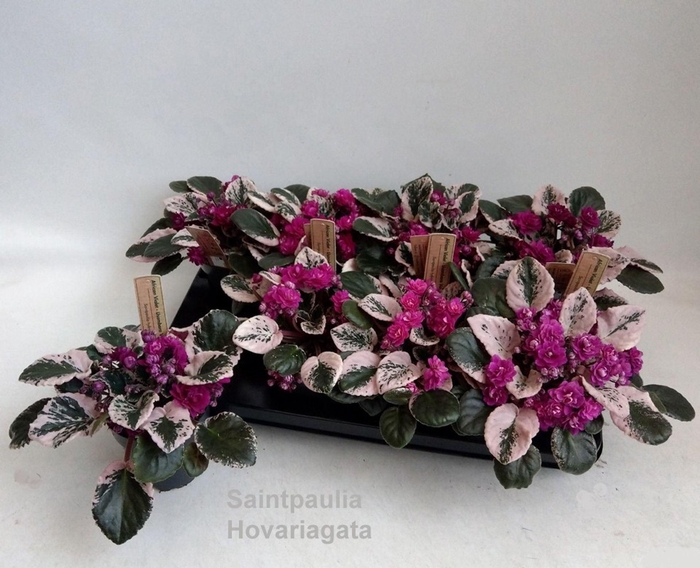 <h4>Saintpaulia</h4>