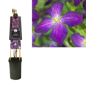 Clematis Jackmanii Purpurea PBR 3.0 label