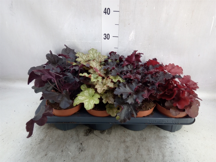 <h4>Heuchera   ...</h4>