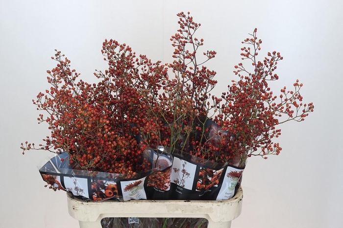 <h4>ROSA AUT ROSEFRUITS</h4>