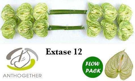 <h4>Anthurium Extase</h4>