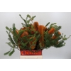 Banksia Ericifolia