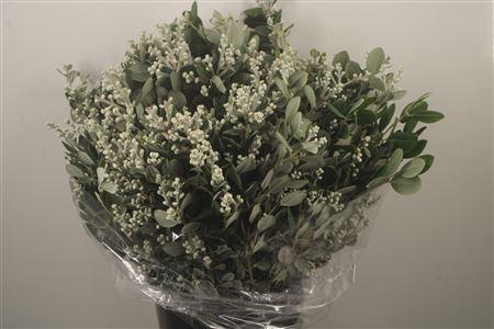<h4>Pitto Ralphi Berry Per Bunch 400 Gram</h4>