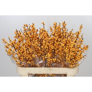 Ilex Golden Verboom