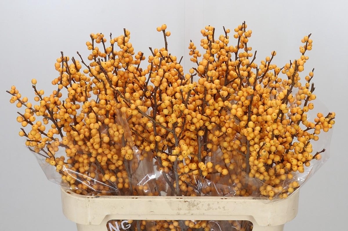 <h4>Ilex Golden Verboom</h4>