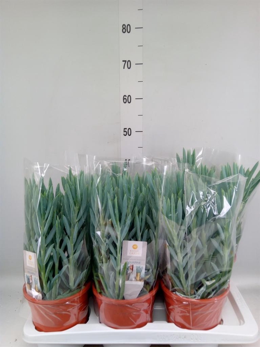 <h4>Curio ficoides 'Mount everest'</h4>