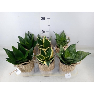 Arr.   Kamerplant Groen L%