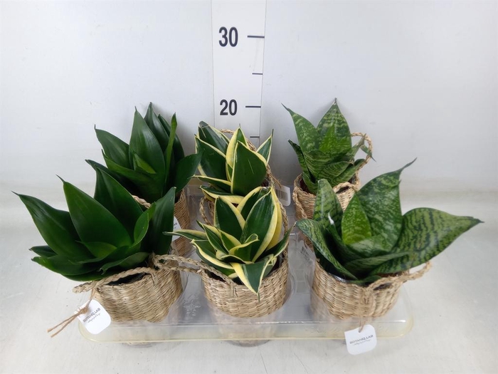 <h4>Arr.   Kamerplant Groen L%</h4>