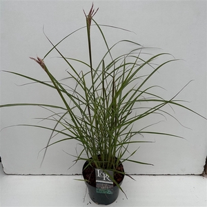 Graminées Miscanthus 'Ferner Osten'