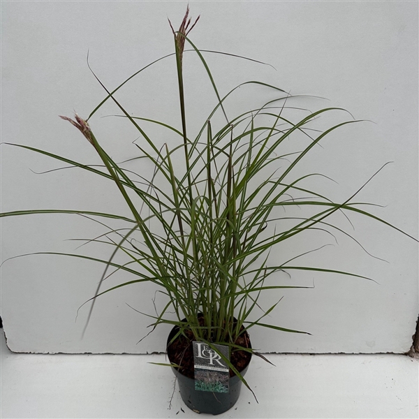 <h4>Graminées Miscanthus 'Ferner Osten'</h4>