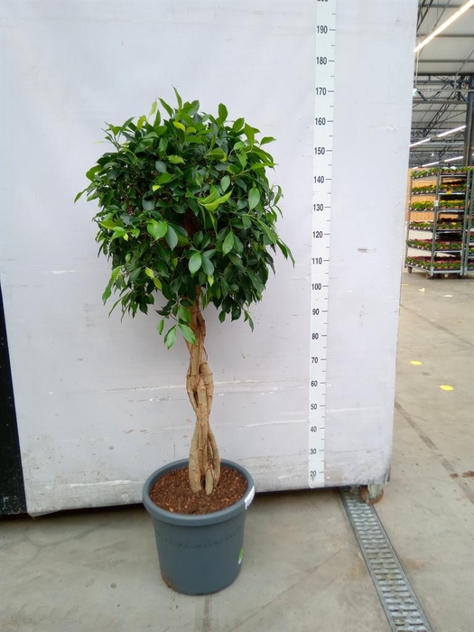 <h4>Ficus   ...</h4>