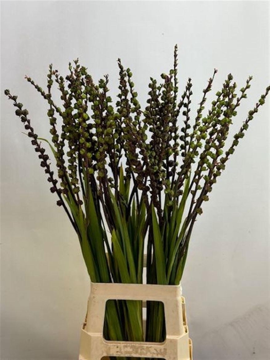 <h4>CROCOSM BES OV</h4>