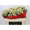 Hypericum Cool Romance Spray
