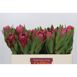 Protea Brenda