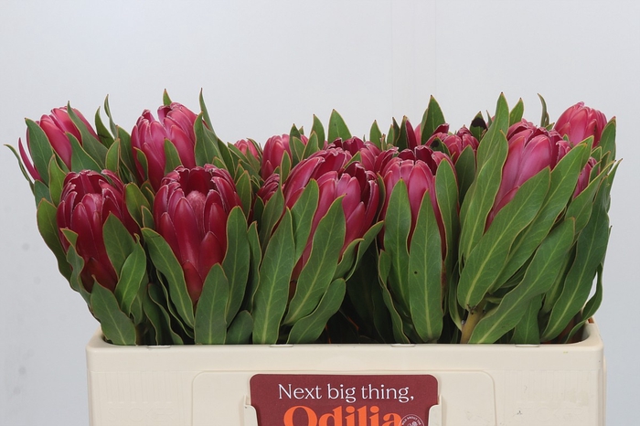 <h4>Protea Brenda</h4>