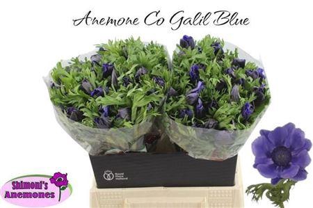 <h4>ANEM CO GALIL BLAUW</h4>