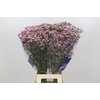 Limonium Pink Diamond