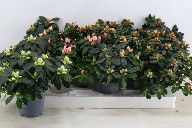 <h4>RHODO SI GEM</h4>