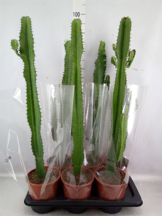 <h4>Euphorbia acrurensis</h4>