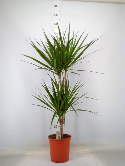 <h4>Dracaena marg.</h4>