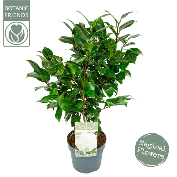 <h4>Camellia jap. 'Nuccio's Gem'</h4>